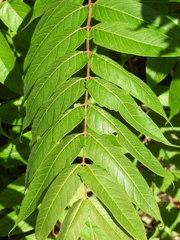 Ailanthus altissima