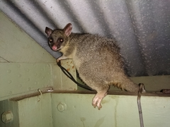 Trichosurus vulpecula arnhemensis