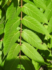 Ailanthus altissima