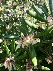 Comarostaphylis diversifolia diversifolia