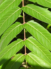 Ailanthus altissima