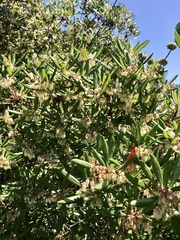 Comarostaphylis diversifolia diversifolia