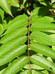Ailanthus altissima