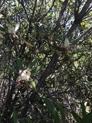Comarostaphylis diversifolia diversifolia