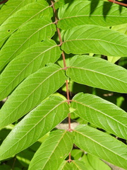 Ailanthus altissima