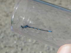 Coenagrion scitulum