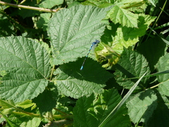 Coenagrion scitulum