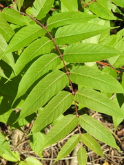 Ailanthus altissima