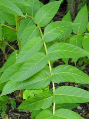 Ailanthus altissima