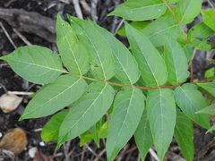 Ailanthus altissima