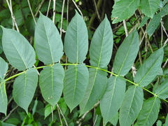 Ailanthus altissima