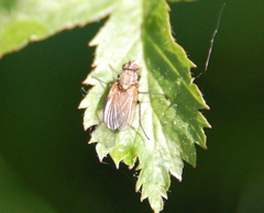 Coenosia attenuata