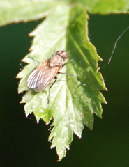 Coenosia attenuata