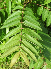 Ailanthus altissima