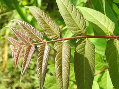 Ailanthus altissima