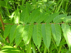 Ailanthus altissima
