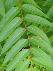 Ailanthus altissima