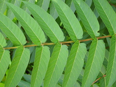 Ailanthus altissima