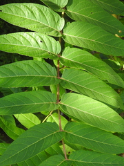 Ailanthus altissima