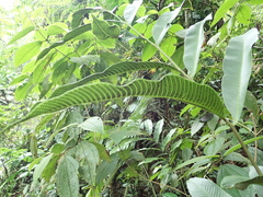 Meniscium macrophyllum