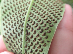 Meniscium macrophyllum