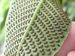 Meniscium macrophyllum