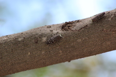 Chrysobothris octocola