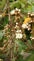 Miconia squamulosa