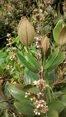 Miconia squamulosa