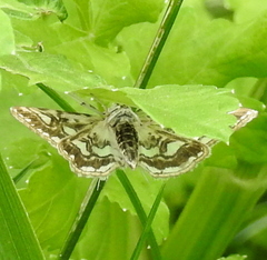 Elophila nymphaeata