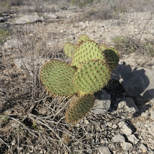 Opuntia strigil, photograph 5