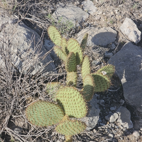 Image of Opuntia strigil by (c) Indio Brown, some rights reserved (CC BY)