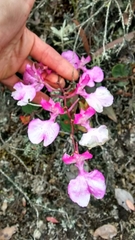 Comparettia macroplectron