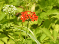 Silene chalcedonica