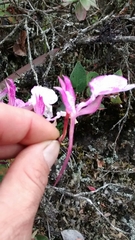 Comparettia macroplectron