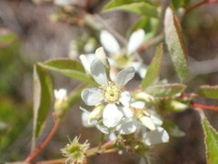 Amelanchier stolonifera