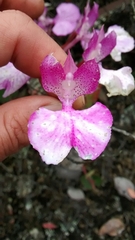 Comparettia macroplectron