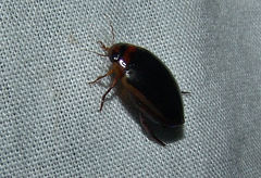 Hydaticus bimarginatus