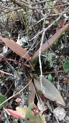 Comparettia macroplectron