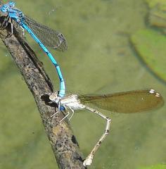 Argia anceps
