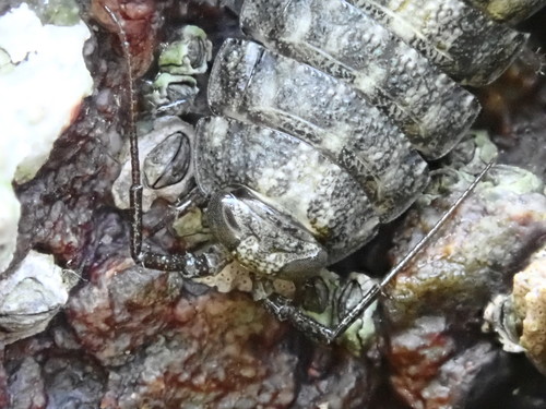 Western Sea Slater, photo 9 of 10