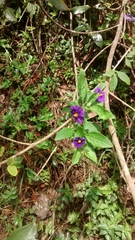 Lycianthes rantonnetii