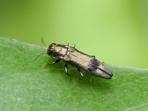 Agrilus melanospilus · iNaturalist