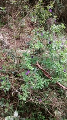 Lycianthes rantonnetii