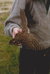 Urodynamis taitensis