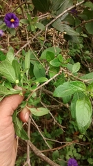 Lycianthes rantonnetii