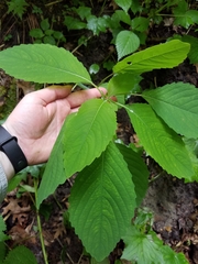 Impatiens pallida