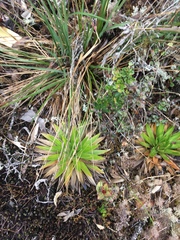 Paepalanthus