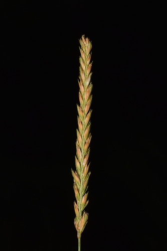 Cynosurus cristatus iNat (3)