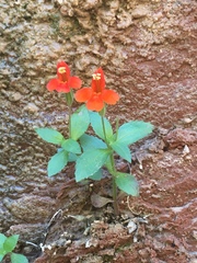 Erythranthe verbenacea